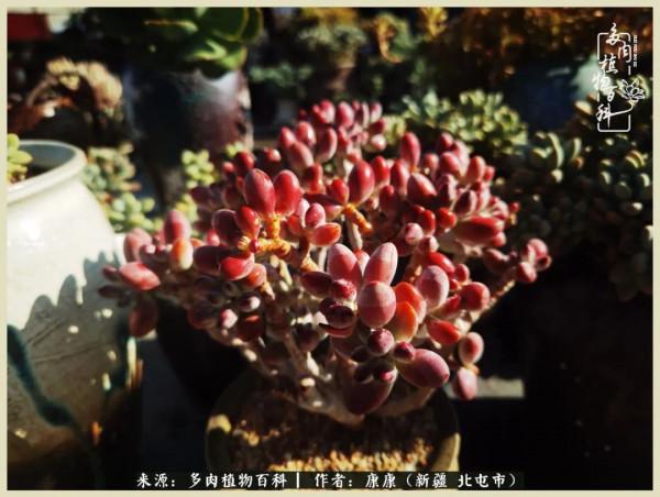 遠處都是風景，近處全是人生，眼前卻是多肉