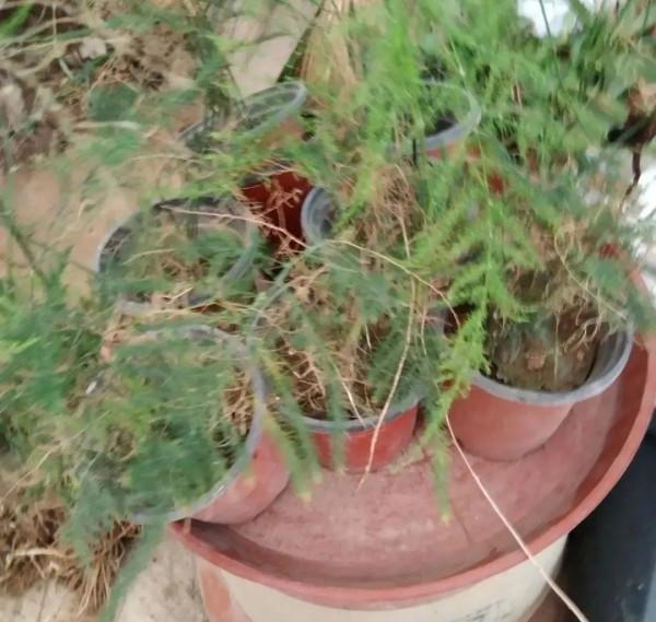 養花大棚倒閉,“貴貨花”路邊扔了一地,後悔沒帶個大麻袋 養花大棚倒閉,“貴貨花”路邊扔了一地,後悔沒帶個大麻袋