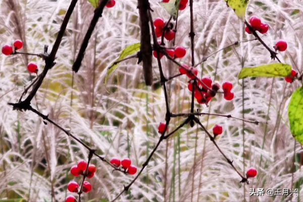 北京秋色，玉淵潭公園