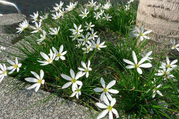 100種有毒的花和果，生活中很常見，出門要小心，避免受傷害