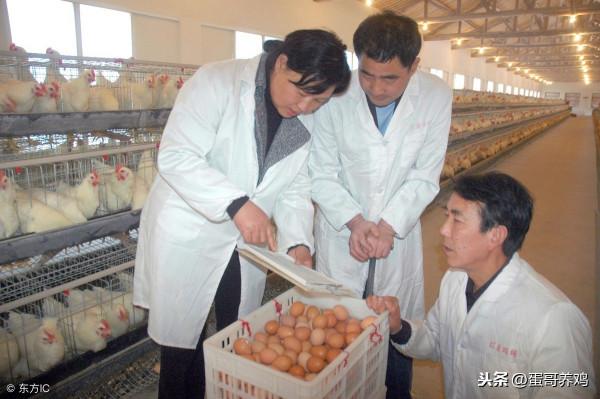 今冬日本第6次爆發！禽流感有大流行趨勢？家禽養殖戶如何應對