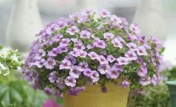 買到的營養土直接種花不爛根？錯！想不爛根，透過3點改善