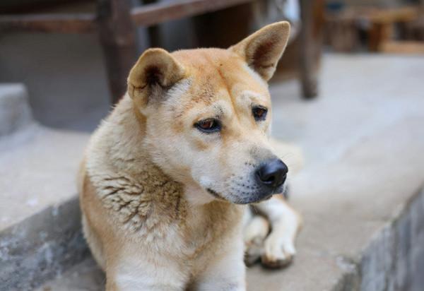 這幾種中大型犬，服從性超高，養了不後悔