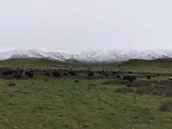 甘南十天行遊記