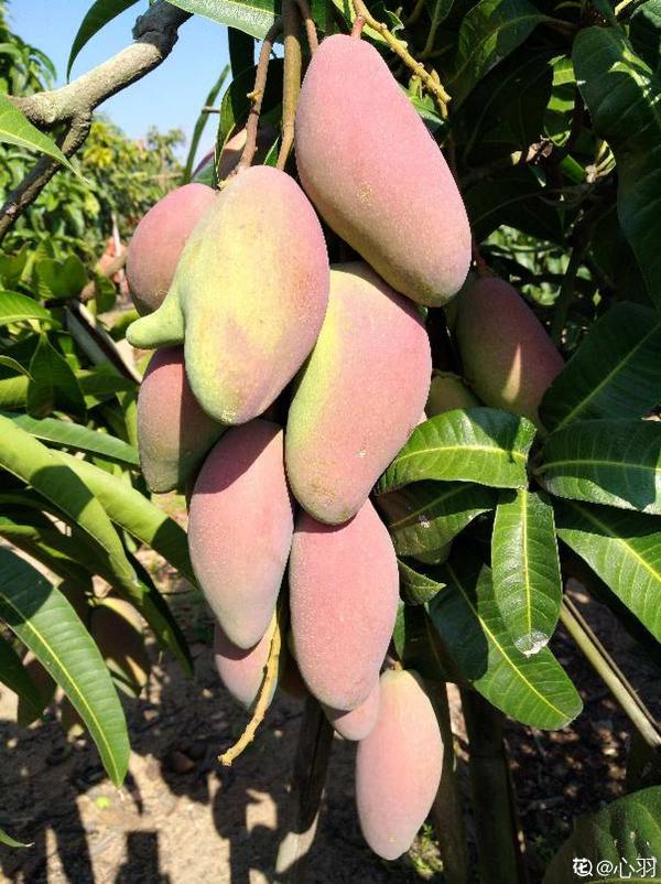 1顆“大腰果”,泡幾天服上盆,長成一棵芒果樹 1顆“大腰果”,泡幾天服上盆,長成一棵芒果樹