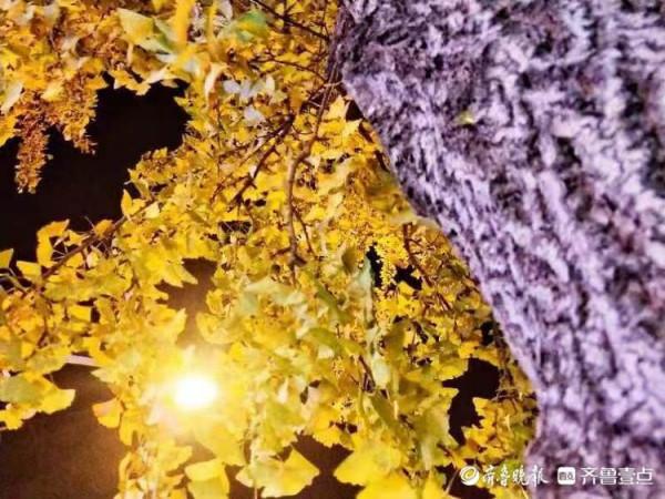 銀杏樹葉黃，斑斕夜色美