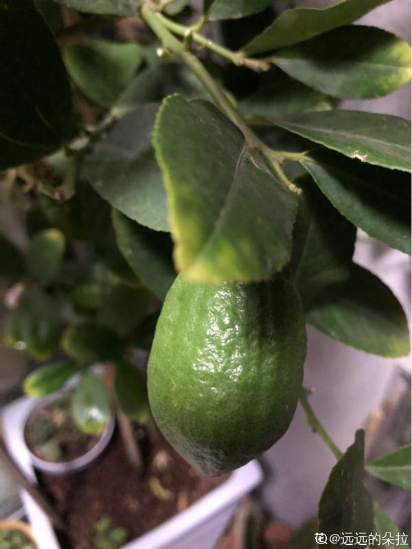 只需4步,檸檬樹也能在家種,輕鬆製作“快樂檸檬水” 只需4步,檸檬樹也能在家種,輕鬆製作“快樂檸檬水”