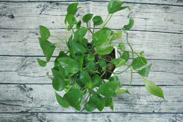 盆栽太累想水培，這4種植物，插水裡好養活