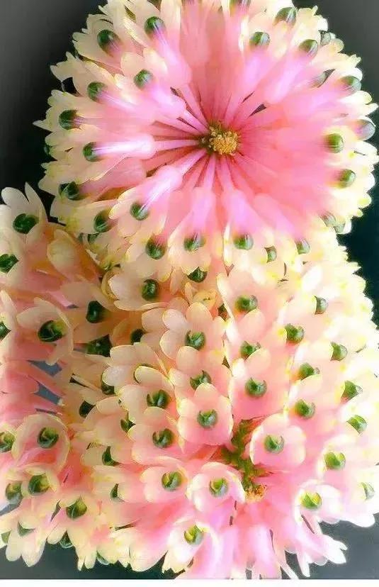 分享圖片&mdash;&mdash;罕見稀有的花卉