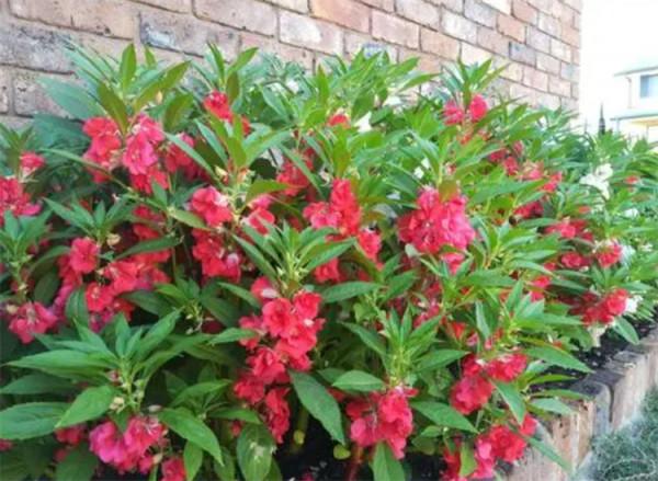 鳳仙花靠什麼傳播繁殖?不靠風、不靠動物,自力更生“發射”種子 鳳仙花靠什麼傳播繁殖?不靠風、不靠動物,自力更生“發射”種子