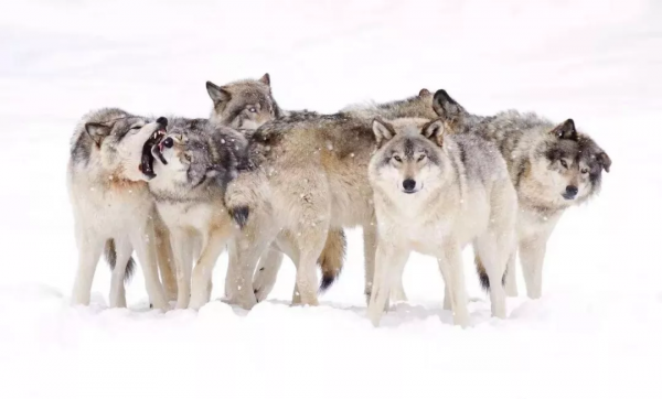 戈壁灘裡,我們遭遇狼群 戈壁灘裡,我們遭遇狼群