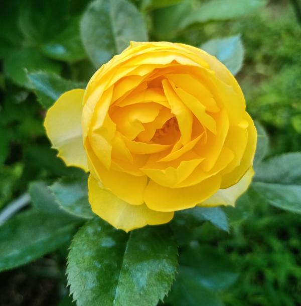 10種常見月季花圖鑑，不要再問別人了，自己收藏慢慢看