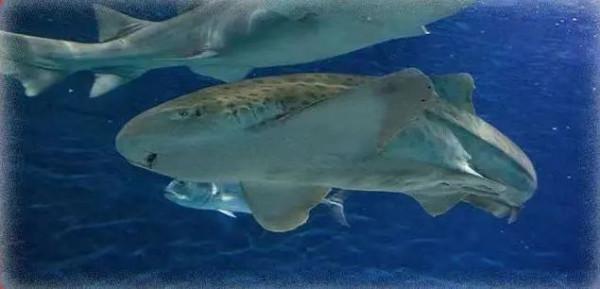 「探索」是虎又不是虎？這些名字中帶&OpenCurlyDoubleQuote;虎&rdquo;的動物你認識幾個？