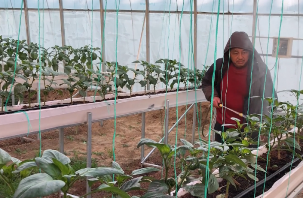 種菜增產小妙招,辣椒水能殺蟲嗎?農戶要小心使用 種菜增產小妙招,辣椒水能殺蟲嗎?農戶要小心使用