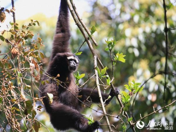 1到10歲的高黎貢白眉長臂猿長啥樣 看這裡 1到10歲的高黎貢白眉長臂猿長啥樣 看這裡