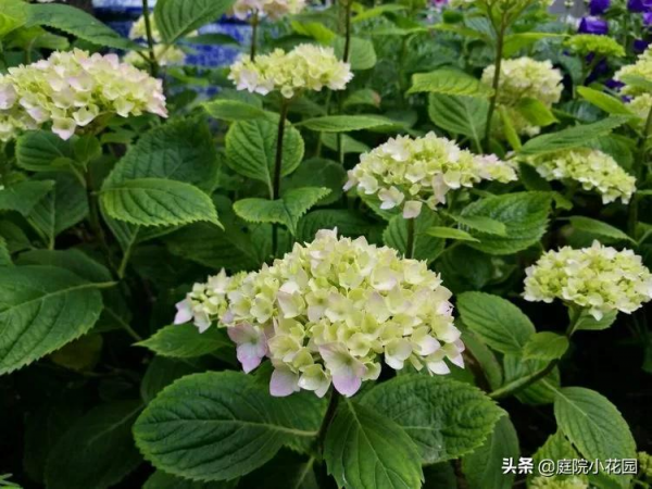 這樣的小院就是我夢想中的花園