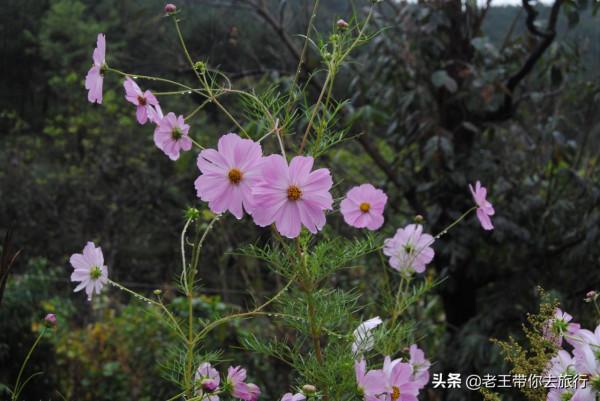 世外桃園——薊州苦梨峪村