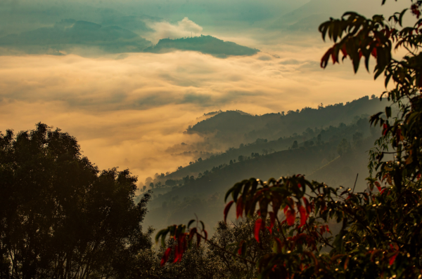 COP15生態系統篇|普洱景邁山:人、茶與自然,一葉千年 COP15生態系統篇|普洱景邁山:人、茶與自然,一葉千年