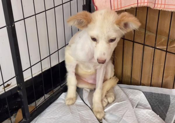 湖北：鐵絲綁後腿，在雨中淋了3天雨，被救後誰還不是漂亮的狗狗