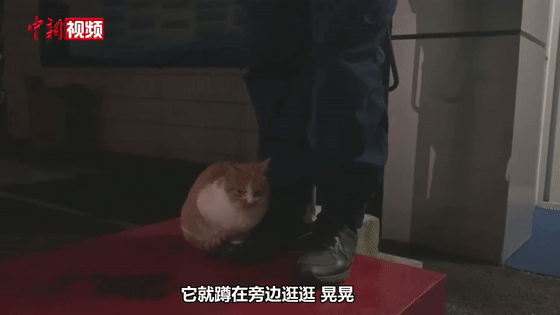 貓咪賴上兵哥哥？這畫面，糖分超標了吧