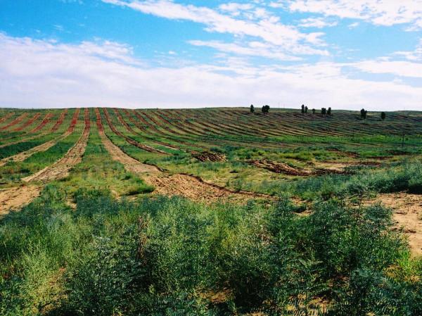 “戈壁西瓜”——硒砂瓜被區域性禁種?它對土壤的危害有多大? “戈壁西瓜”——硒砂瓜被區域性禁種?它對土壤的危害有多大?