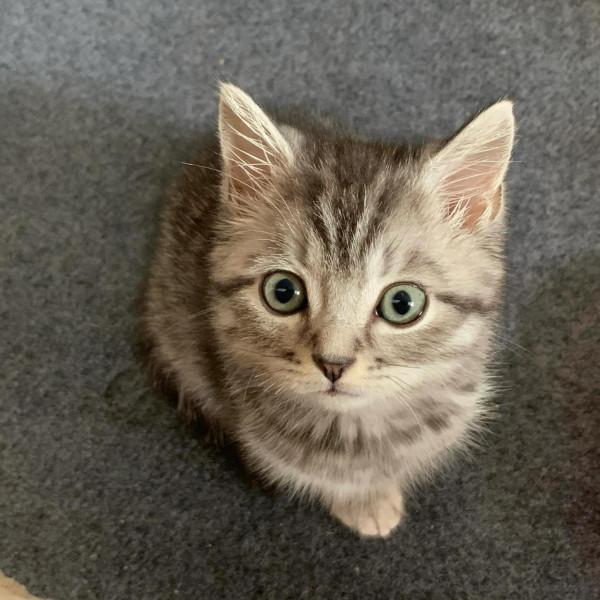 養貓日記 我的狗兒子 養貓日記 我的狗兒子