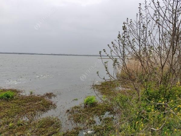 黃花錦簇白馬湖