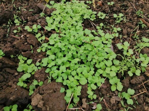 青菜寶寶為什麼不會招蟲？