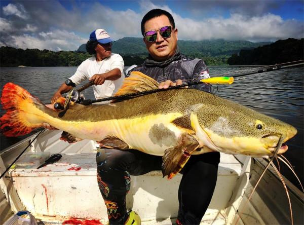 我知道食人魚沒那麼可怕，但不知道它們居然能慫到這個地步