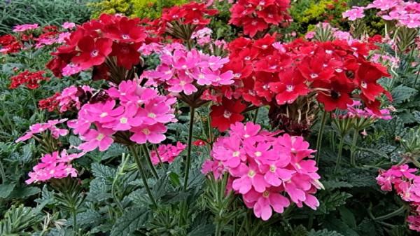 國慶節來龍潭公園賞花 國慶節來龍潭公園賞花