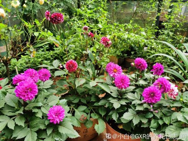 秋天病蟲害氾濫，自制養花殺蟲水，3天就見效