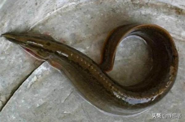 市場上賣60元一斤的“刀鰍魚”，在農村之中，為啥沒人敢養殖？