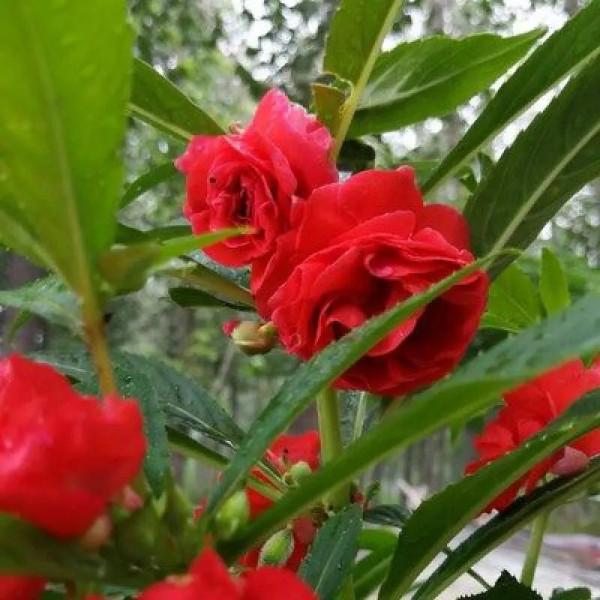 分享圖片，重瓣鳳仙花