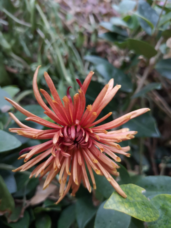 7種花最耐寒,到了零下也能活,冬天也有花賞 7種花最耐寒,到了零下也能活,冬天也有花賞