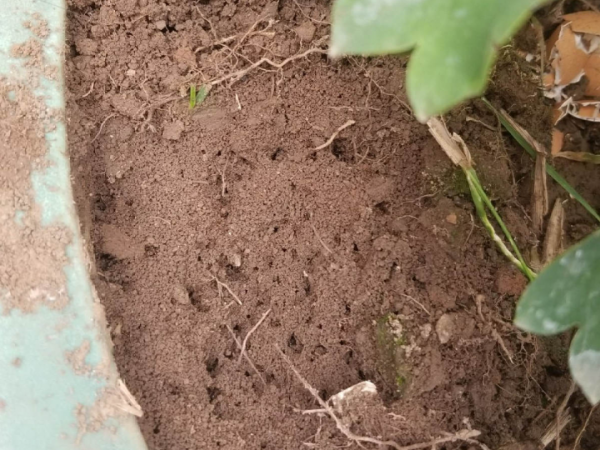 9種土別拿來養花，對花不好，容易黃葉爛根