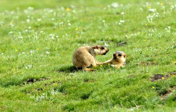 西藏，雪域高原