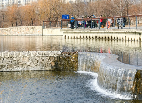 邂逅冬日浪漫！北京昌平這裡蘆葦成片，美得讓人心醉