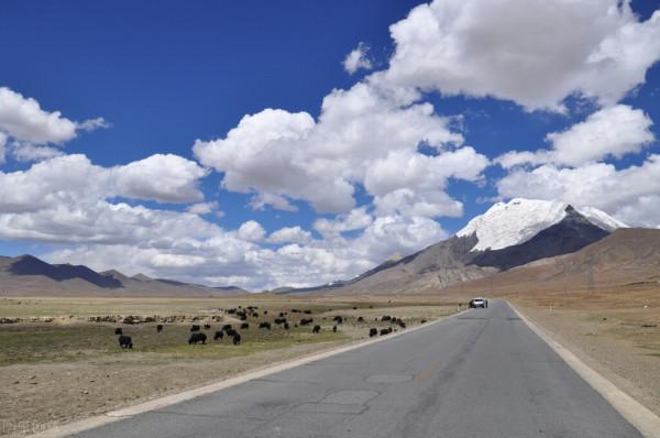 騎行時最不想遇見的五種動物,它們是真的不慣著你 騎行時最不想遇見的五種動物,它們是真的不慣著你