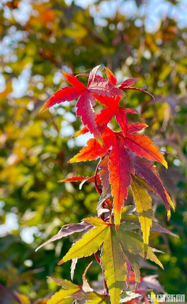 秋染白沙河 遨遊在畫中