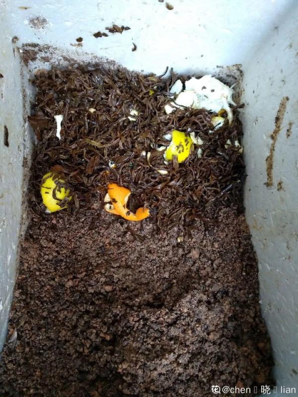 7種有機肥，你家就有一大堆，養花、種菜肥得流油