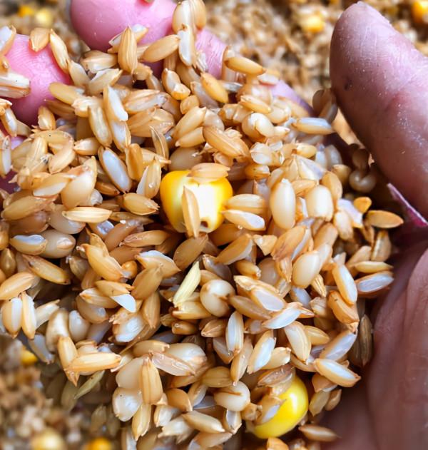 釣法在民間：釣魚只需一包秘製穀子，鯉魚、草魚搶著吃