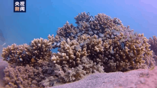 愛吃菠蘿的你不要錯過！打卡中國大陸最南端：“大陸之角”有片“菠蘿的海”