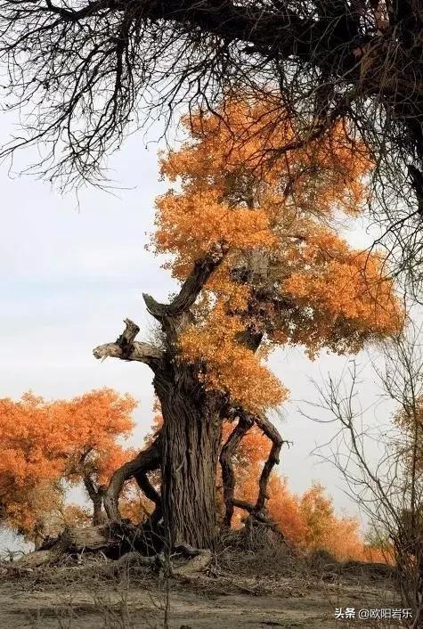 國內這6個地方的胡楊林，美得無法無天！此生一定要去看一次