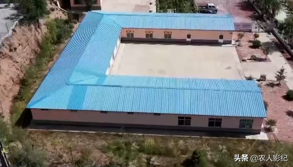 甘肅小夥進山放羊，養羊三年賠三年，屢敗屢戰年收入1000多萬元