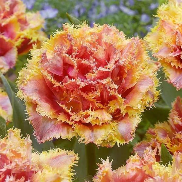 家裡養的小眾花，美豔有格調，養在家裡顏值超高