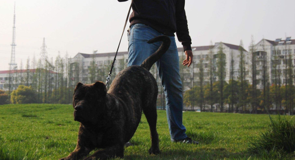 這4種狗是“狗中四煞”,令人望而生畏,碰見都不敢迎面走去 這4種狗是“狗中四煞”,令人望而生畏,碰見都不敢迎面走去