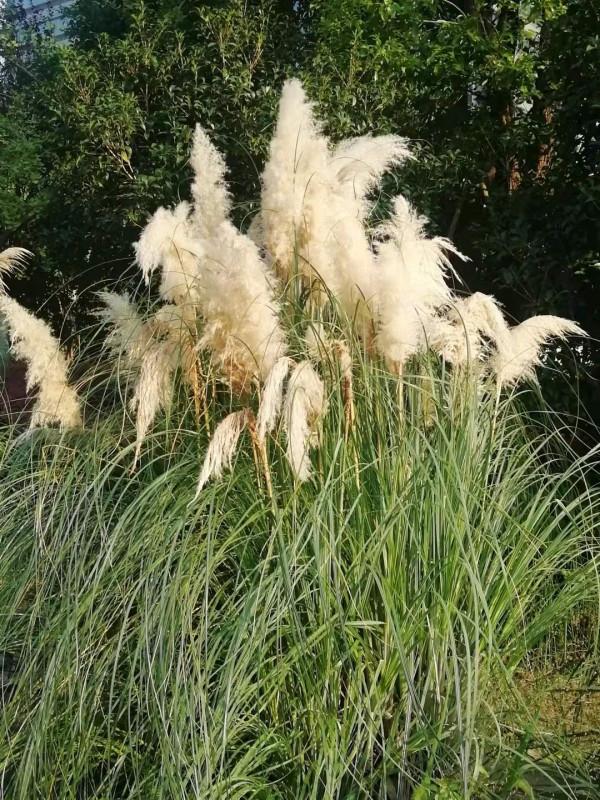 中秋佳節，蒲葦銀染