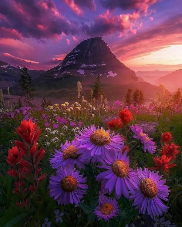 冬日裡的山與花