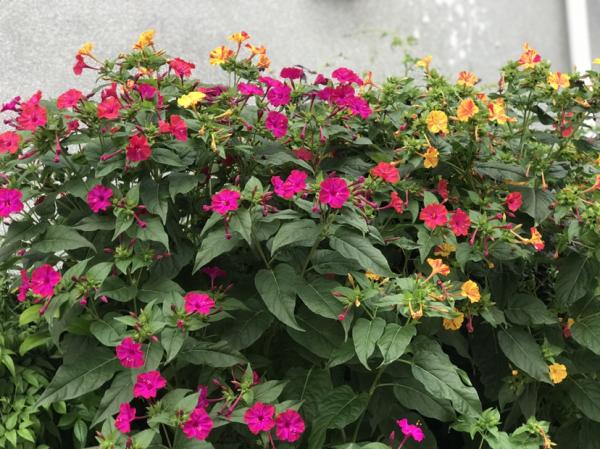 農村常見的花，城裡很少見到，認識的人越來越少