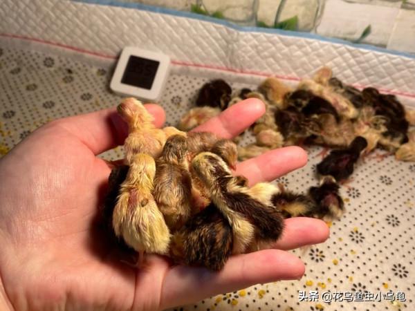 寵物養出新境界,養蘆丁雞,造景、撿蛋兩不誤 寵物養出新境界,養蘆丁雞,造景、撿蛋兩不誤